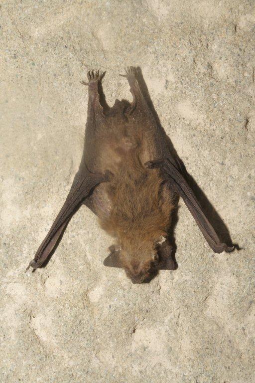 Pipistrellus sp.